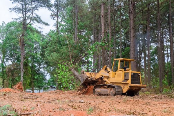 Trees Clearing in Clearfield