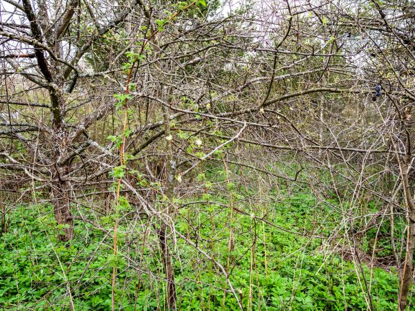 Underbrush Clearing in Clearfield