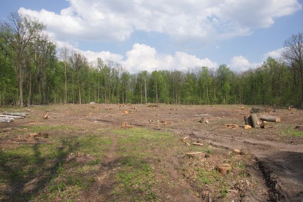 Pasture Clearing in Clearfield
